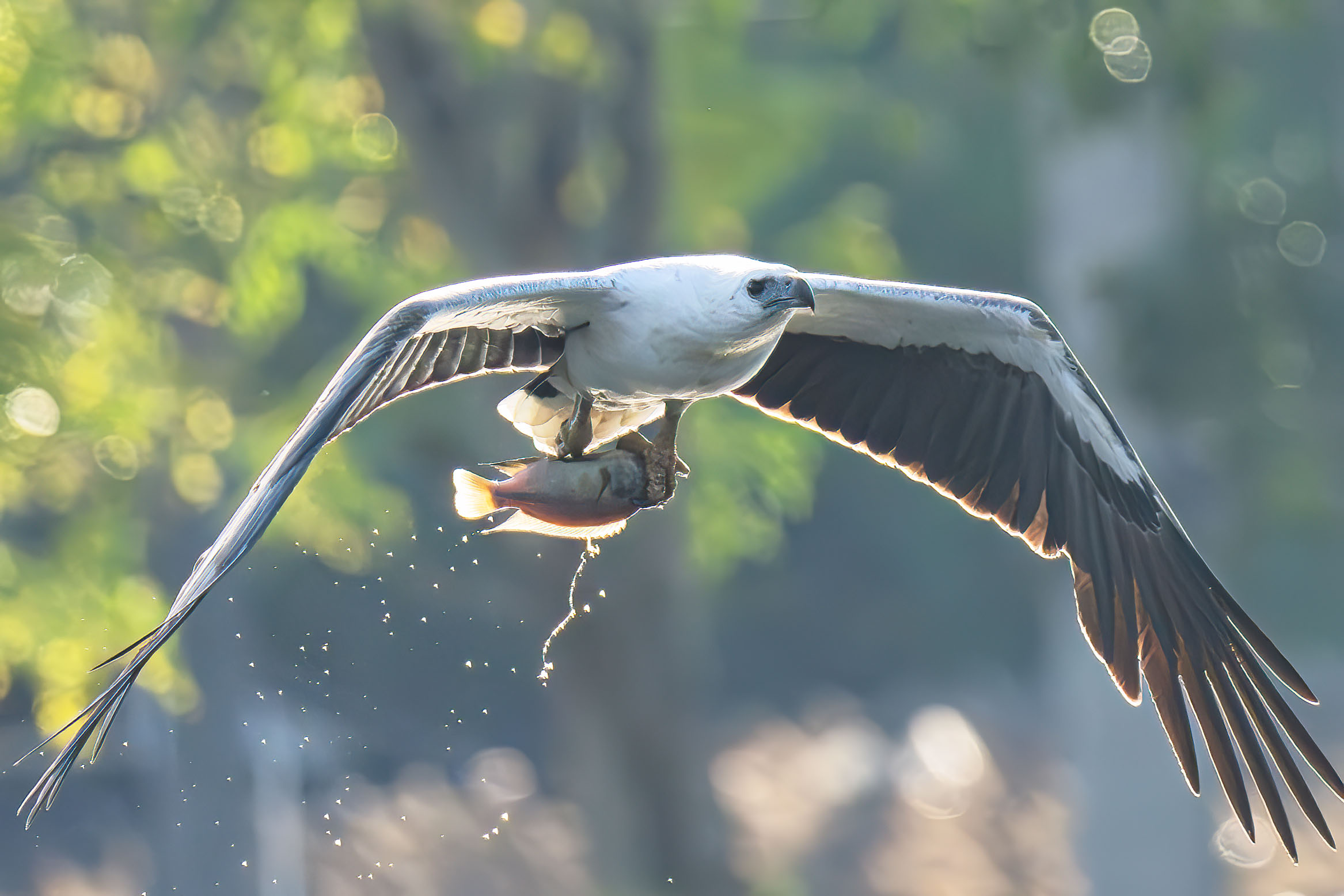 Krabi Overseas Workshop, Jan 2026